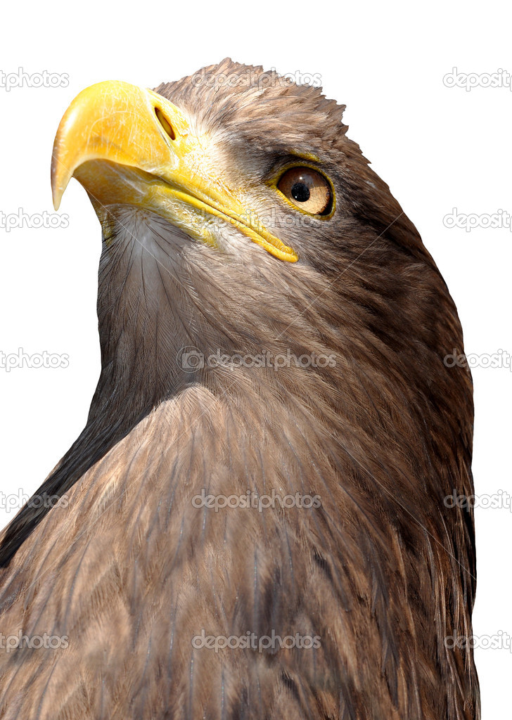 Sea eagle