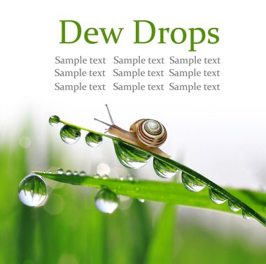 salyangoz nemli çimenlerin üzerinde