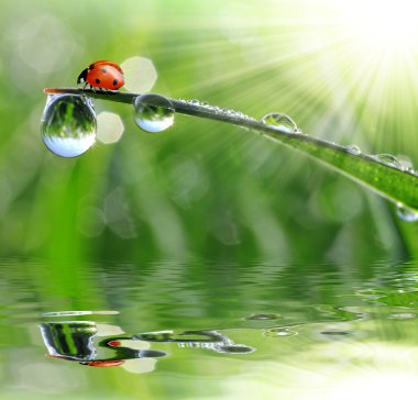 çiğ ve uğur böceği