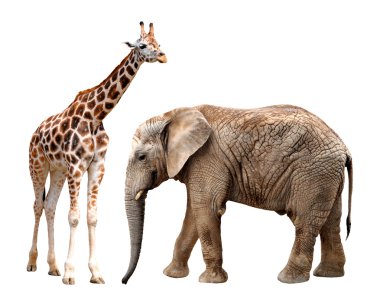 Giraffes with elephant clipart