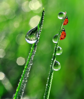Dew and ladybirds clipart