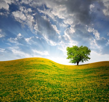 dandelions alan ağaç bahar