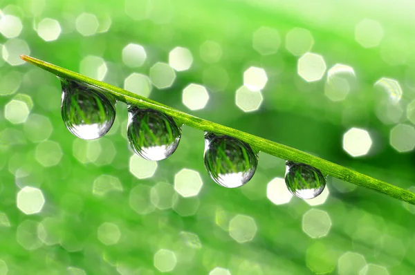 Dew drops — Stock Photo, Image