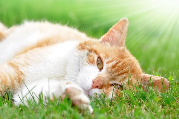 Gato vermelho — Fotografia de Stock