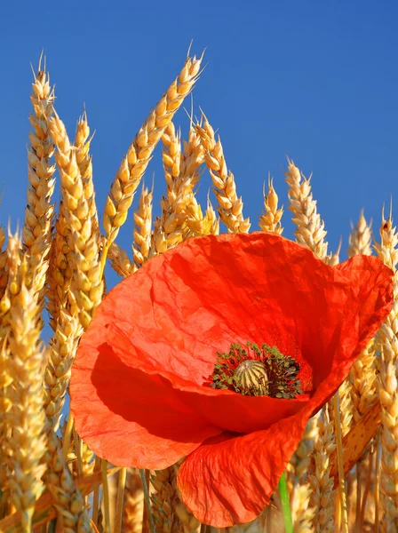 金小麦的红罂粟 — 图库照片