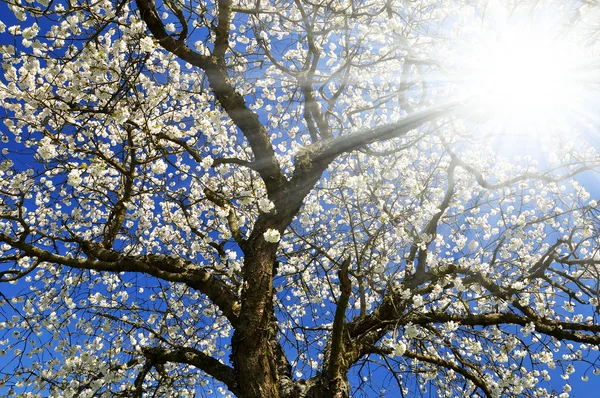 Вишневое дерево — стоковое фото