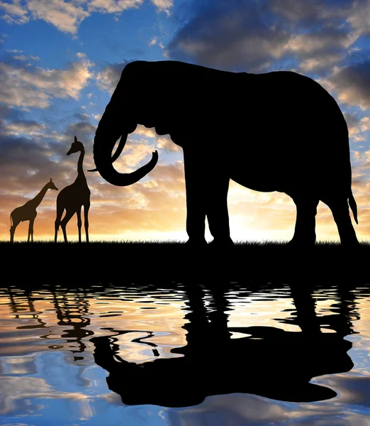 Silhouette elephant with giraffes — Stock Photo, Image