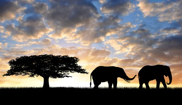 Silhouette due elefanti — Foto Stock