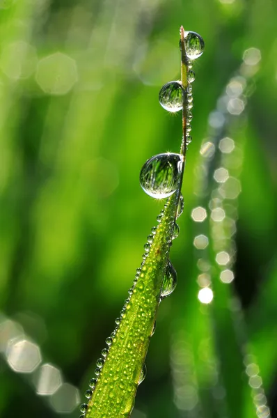 Σταγόνες Dew — Φωτογραφία Αρχείου