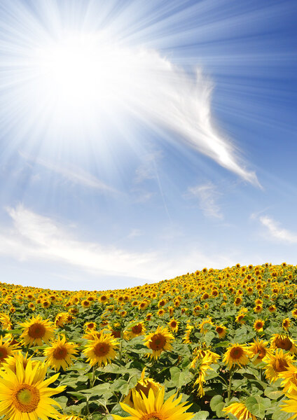 Sunflower field