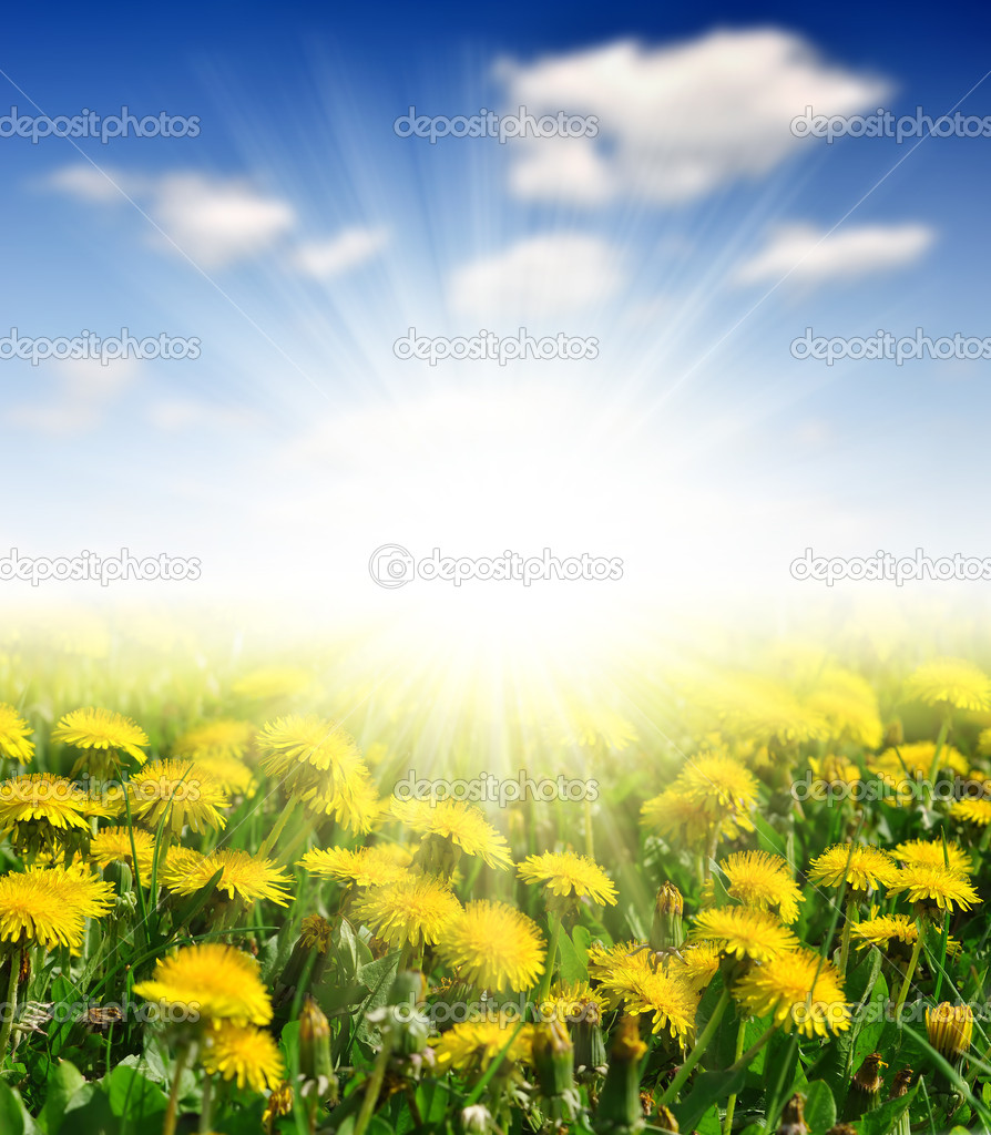 Dandelions