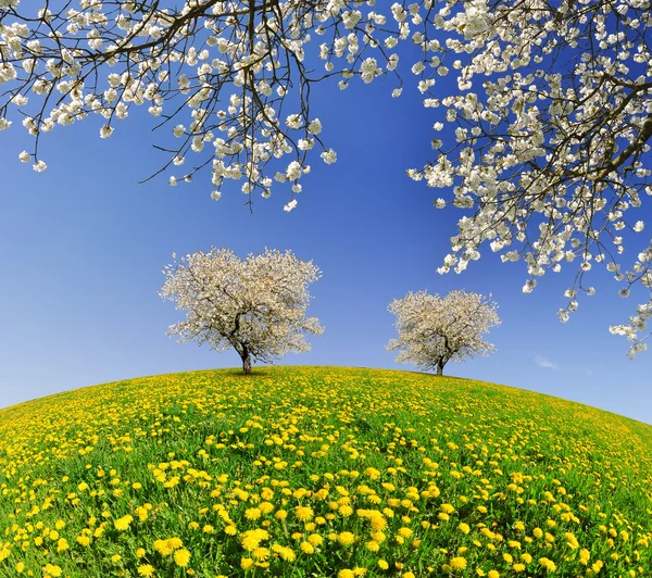 Blommande körsbärsträd — Stockfoto