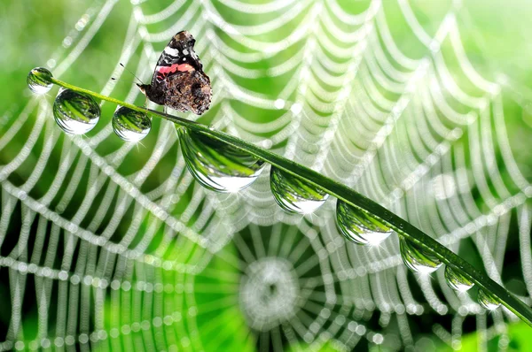 Butterfly sitting on grass with dew drops — Stock Photo, Image