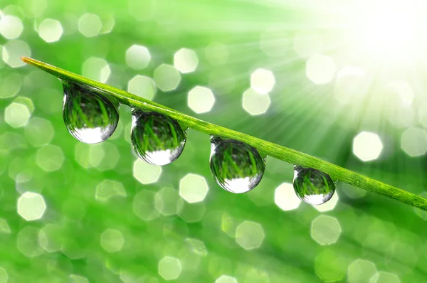 Dew drops — Stock Photo, Image