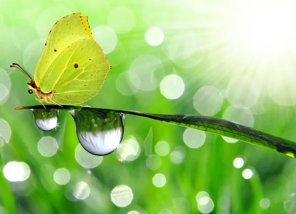 Dew and butterfly — Stock Photo, Image