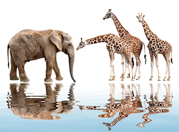 Girafas com elefante — Fotografia de Stock