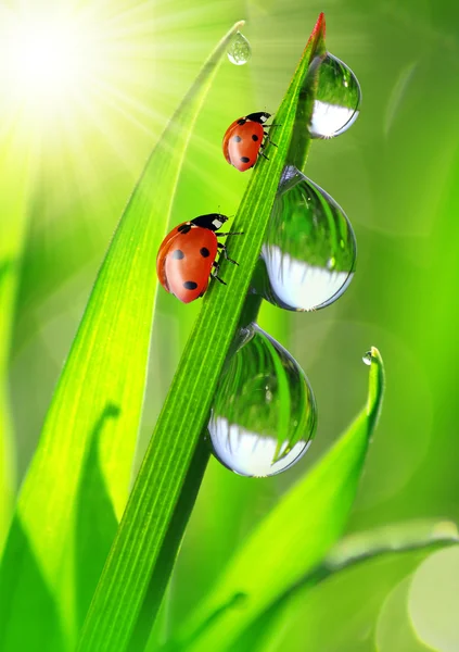 Rosée et coccinelle — Photo