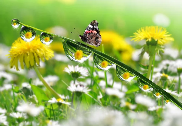 露の滴と蝶 — ストック写真