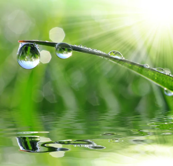 Gotas de Rocío — Foto de Stock