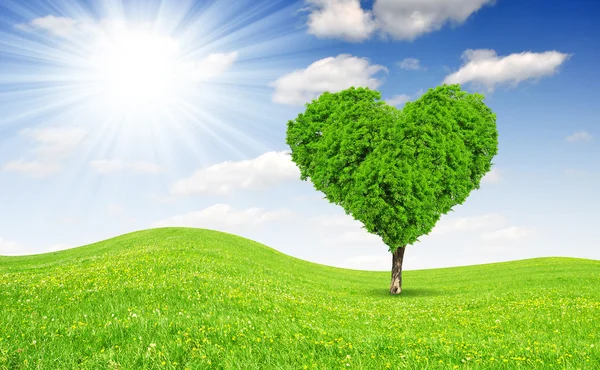 Albero a forma di cuore — Foto Stock