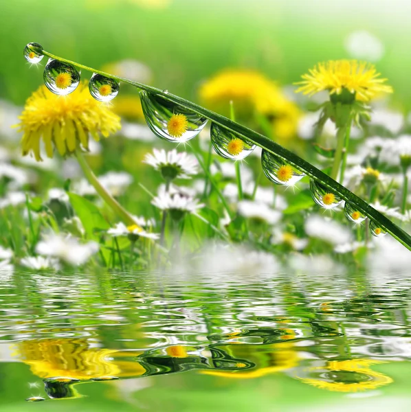 Rocío gotas de cerca — Foto de Stock