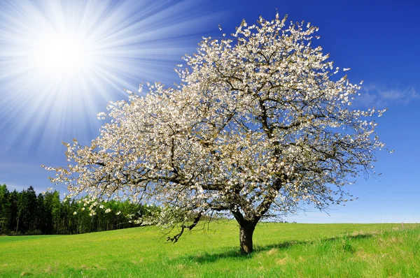 Cherry tree — Stock Photo, Image