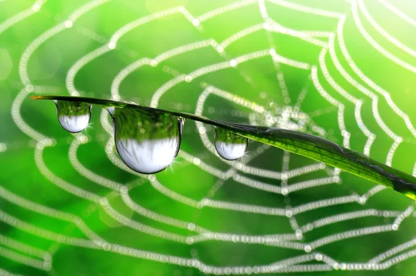 Dew drops — Stock Photo, Image