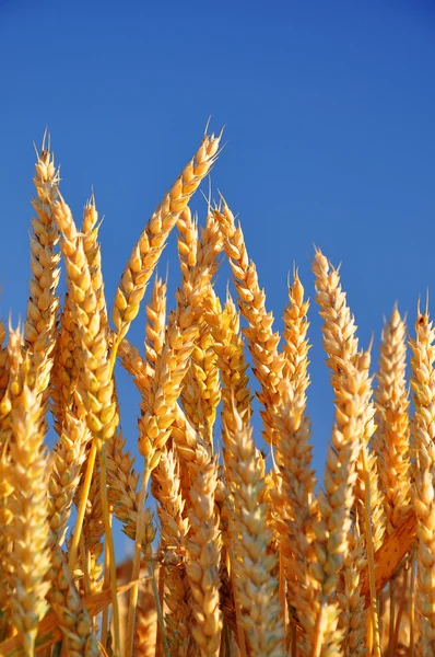 Golden wheat — Stock Photo, Image