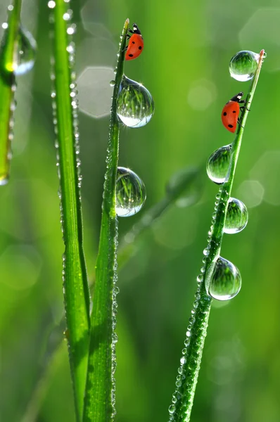 Dauw en lieveheersbeestje — Stockfoto