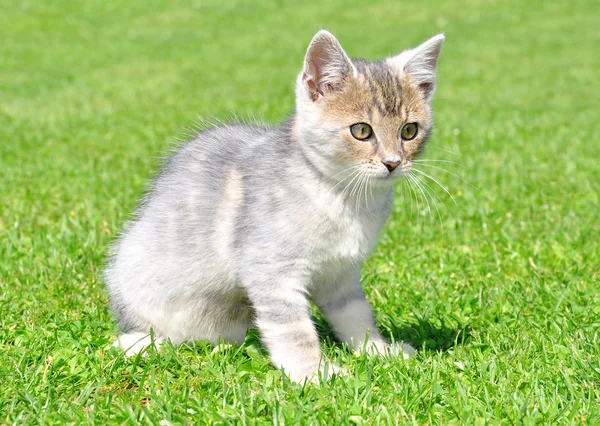 Młody kot — Zdjęcie stockowe