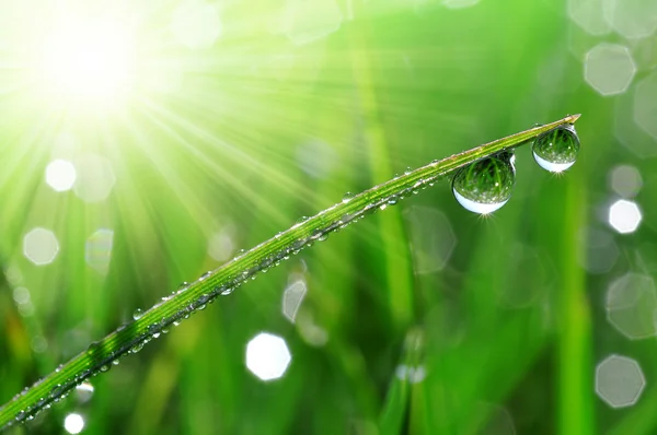 Dew drops — Stock Photo, Image