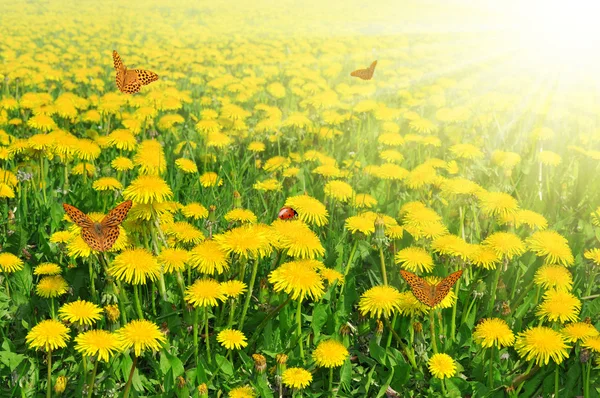 Dandelions — Stock Photo, Image