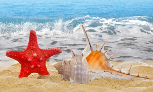 Caracol con estrella de mar — Foto de Stock