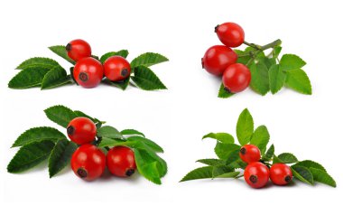 Rose HIPS