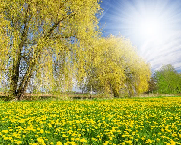 Kevätmaisema — kuvapankkivalokuva