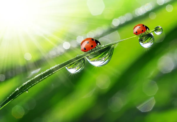 Rosée et coccinelle — Photo