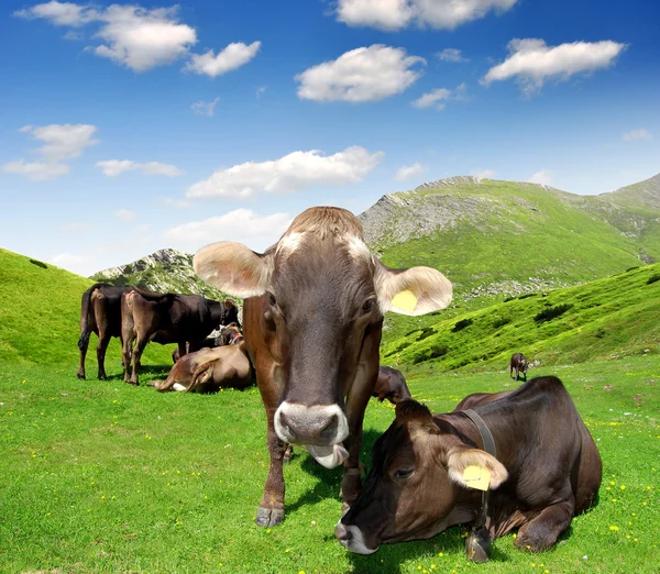 Vache dans la prairie — Photo