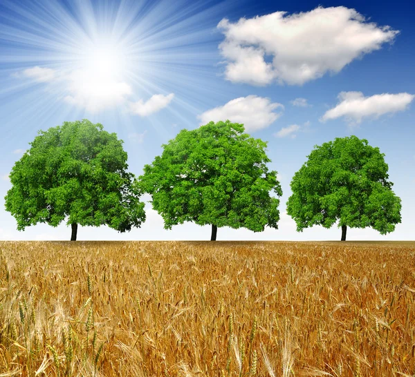 Champ de blé doré avec arbres — Photo