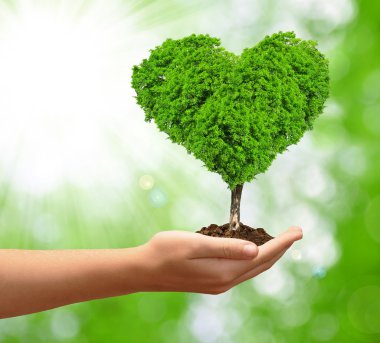 şekil kalbinde büyüyen ağacı