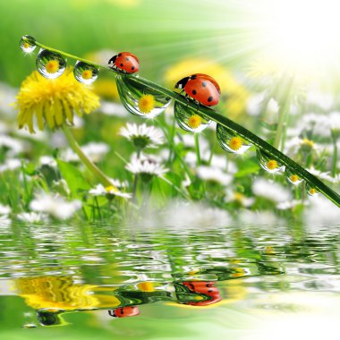 ladybugs ile çiy