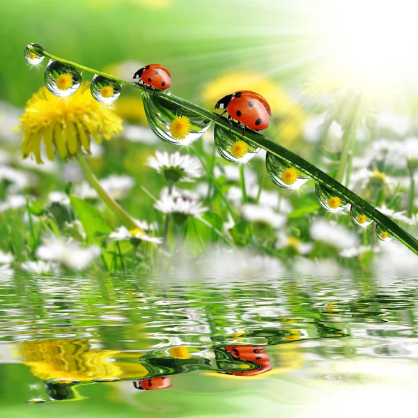 Dew with ladybugs — Stock Photo, Image