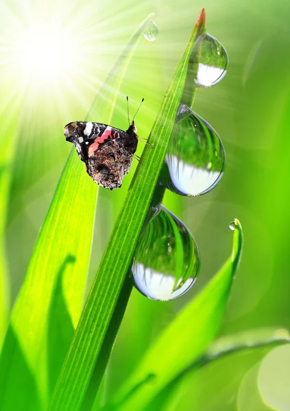 Dew and butterfly — Stock Photo, Image