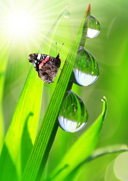 Orvalho e borboleta — Fotografia de Stock