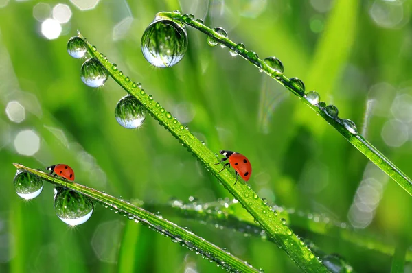 Rugiada e coccinella — Foto Stock