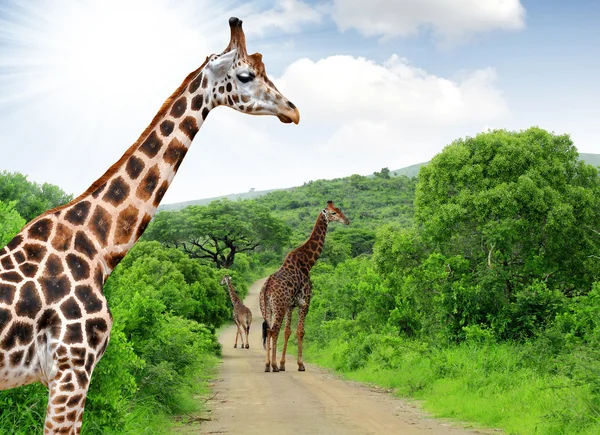 Girafas — Fotografia de Stock