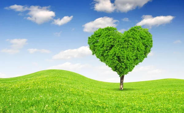 Drzewo w kształcie serca — Zdjęcie stockowe