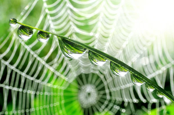 Gotas de Rocío — Foto de Stock