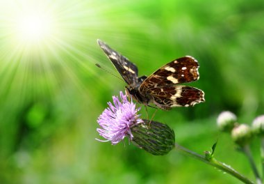 Kelebek araschnia levana