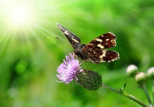 Schmetterling araschnia levana — Stockfoto