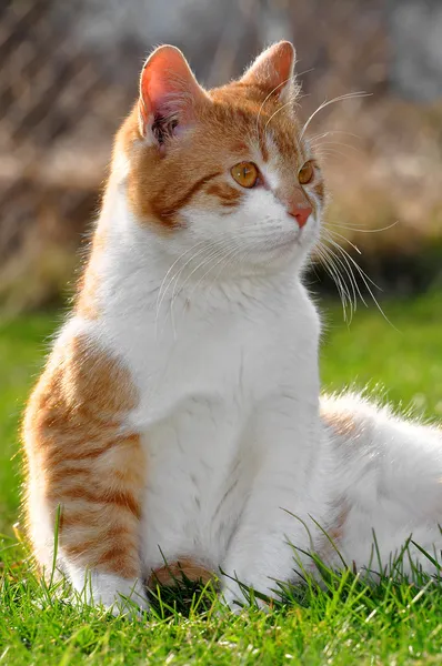 Gato jovem — Fotografia de Stock